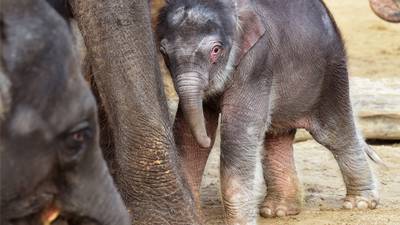 Activists warn Hanover zoo elephants ‘living in fear’