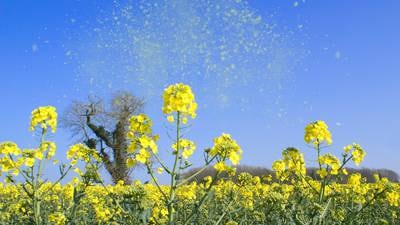 Hay fever: tips to keep it at bay in the coming weeks