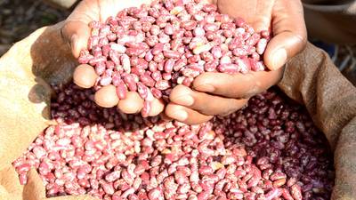 Bean crop will be under ‘severe climate stress’ by 2050 - scientists