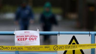 Strain of bird flu  found in Ireland still unconfirmed