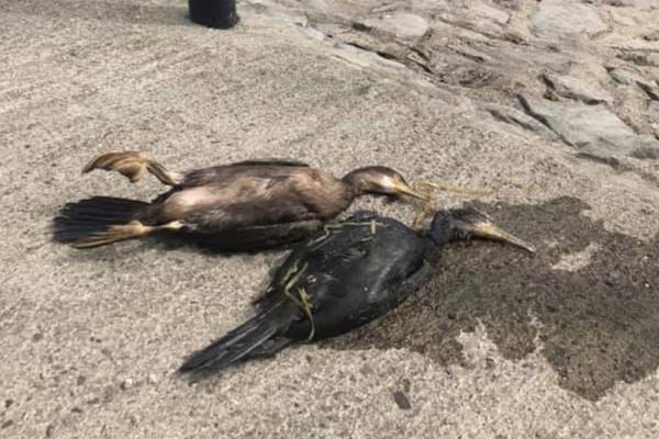 Oil spill in river Shannon near Athlone kills birds and fish