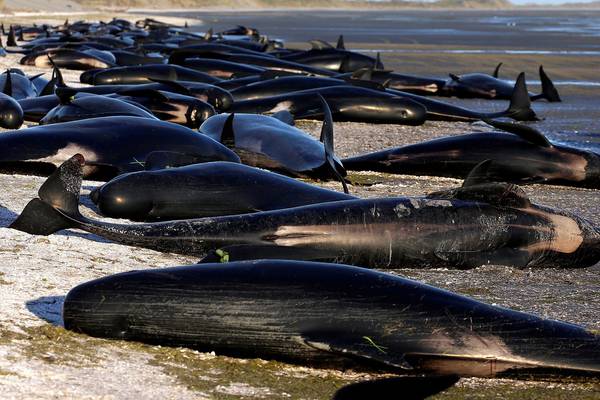 Hundreds of whales die after mass stranding in New Zealand