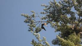 Sharp-shooting US veteran frees bald eagle trapped in tree