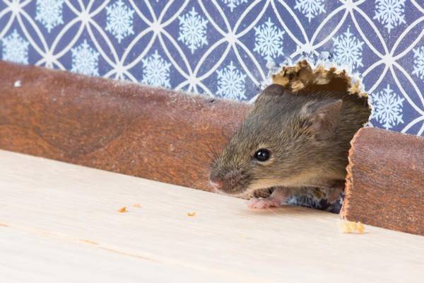 Is our mouse issue the landlord’s problem?