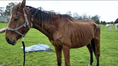 Owner of eight neglected  horses  ‘cannot be prosecuted’
