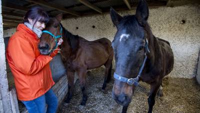 No prosecutions over abandoned thoroughbred horses