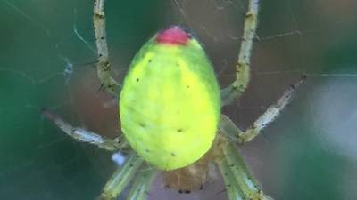 I found this beautiful spider on my tomato plant; what is it? Readers’ nature queries