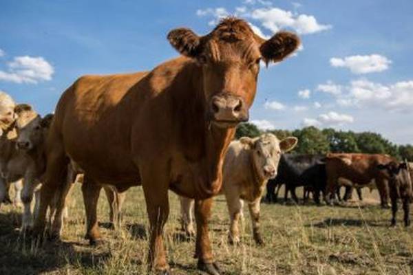 EU’s Mercosur deal ‘very disappointing for Irish beef sector’ – Creed