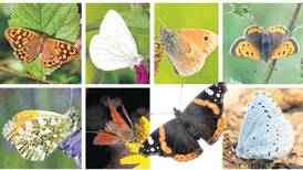 The butterfly effect: summer  is a spotter’s paradise