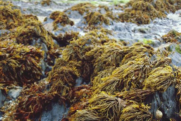 Seaweed is Ireland’s great untapped resource