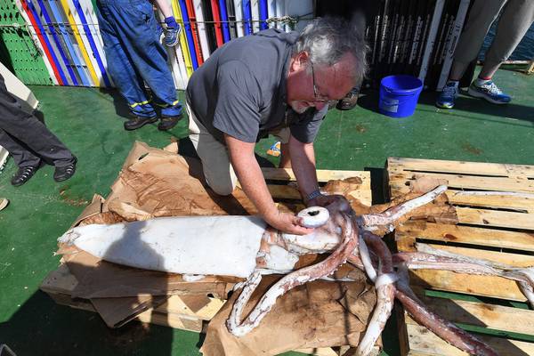 Rare giant squid brought up in fisherman’s nets off Kerry