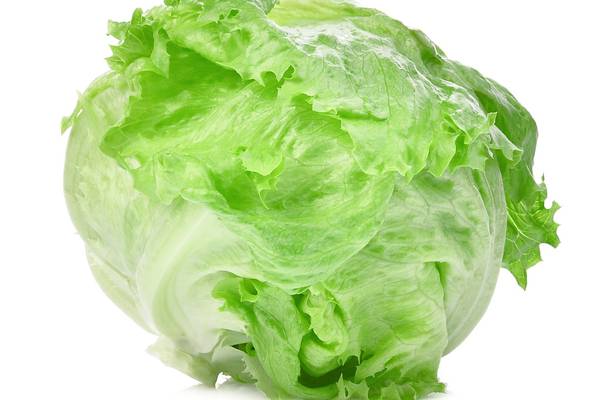 Do you know your crisphead lettuce from your butterhead?