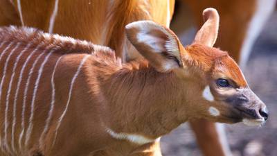 Dublin Zoo celebrates birth of endangered baby bongo