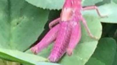 We spotted what looks like a pink grasshopper on our walk? Readers’ nature queries