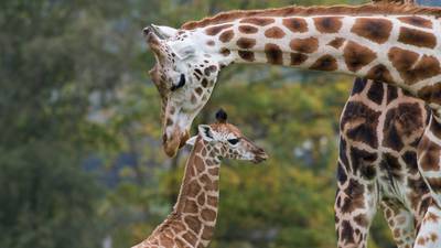 Carers left ‘humiliated’ by Fota Wildlife Park entry policy