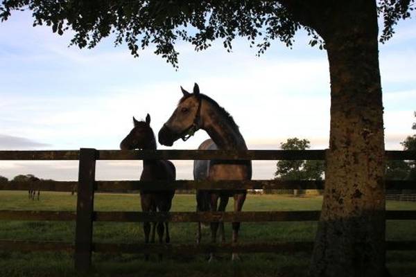 National Stud records loss for first time in years due to pandemic