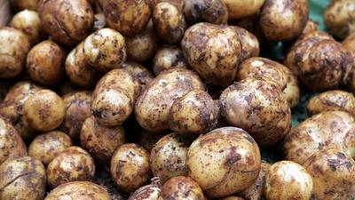Why does Ireland import 44,000 tonnes of British potatoes each year?