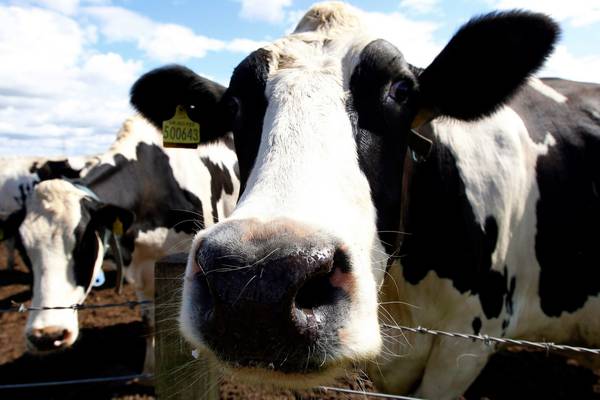 Reliance on beef and dairying makes Ireland vulnerable – climate expert