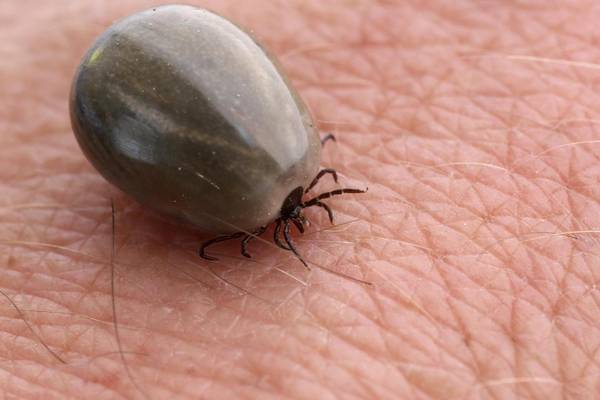 Warning over Lyme disease prevalence in southwest