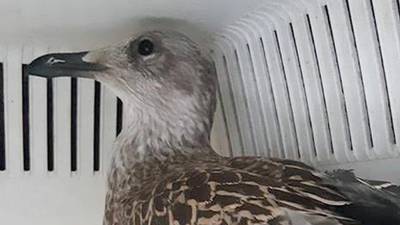 Baby seagull that could not fly rescued from Primark fire smoke