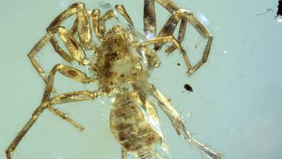 The stuff of prehistoric nightmares: A spider with a whip-like tail