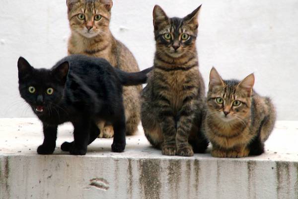 UK police detain man over deaths of 25 cats in Brighton