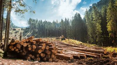 Thousands of jobs at ‘imminent risk’ in forestry sector, Coillte boss warns