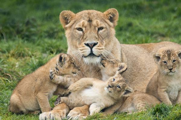 Four Asiatic lion cubs successfully bred in Fota Wildlife Park