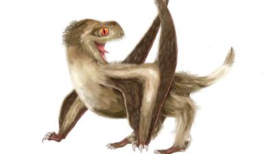 Study of flying reptile sheds light on origin of feathers