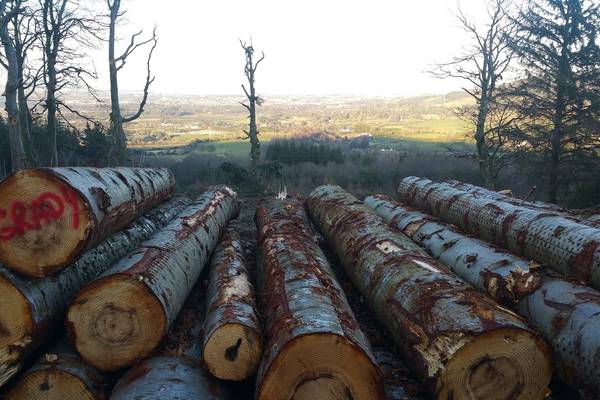 Profits halve at Coillte to €29m as licensing delays hit home