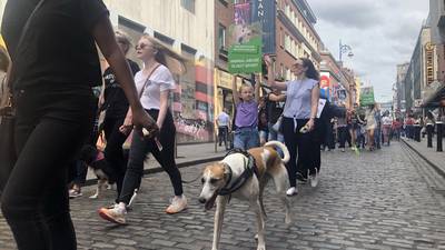 Protesters urge end to State support over ‘horrors’ of greyhound racing