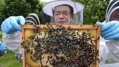 NUIG researchers come up with plan bee for survival
