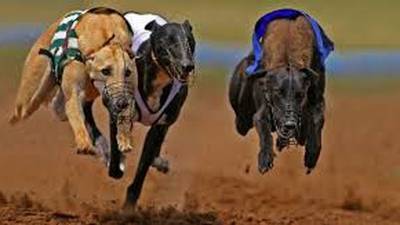 Greyhound board to meet UK counterparts to develop tracking system
