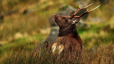 Cull of Killarney deer over link to fatal car crashes