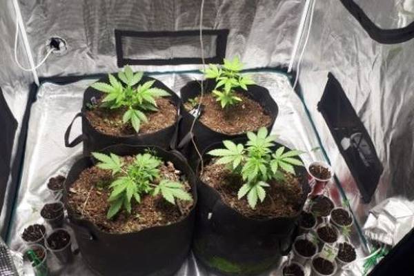 Gardaí seize €77,000 worth of cannabis in Roscommon
