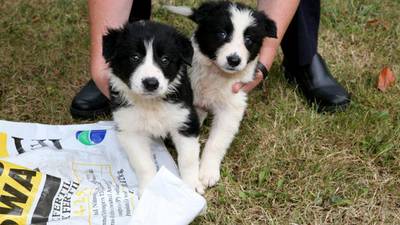 Increase in number of dogs being abandoned