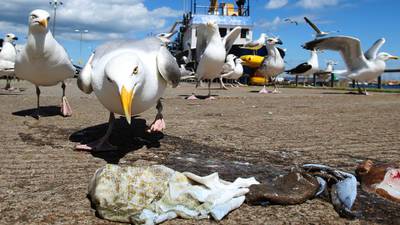 Can science explain why seagulls have become more aggressive?