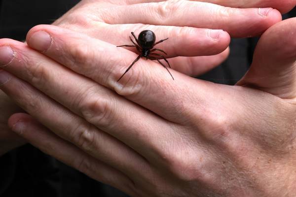A night of hunting the false widow spider: ‘They are everywhere in this area’