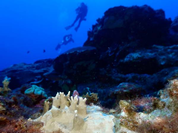 Scientists warn more coral reefs may die during fourth global mass bleaching
