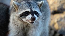 ‘Vicious raccoons’ attack Irish couple in San Francisco