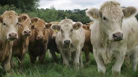 Beef farmers facing biggest crisis ever, says IFA
