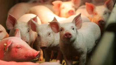 Pig farmer jailed for creating environmental 'monster'