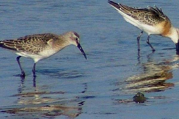 Nature Diary: Migratory wading birds a winter delight