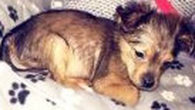 ‘Animal lover’ who bludgeoned puppy to death sentenced to 15 months