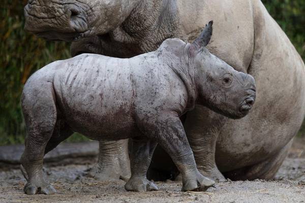 White rhino calf weighing 50kg born at Dublin Zoo