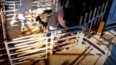 Dairy’s Dirty Secret: A squealing calf is tossed, terrified, into a truck. First-rank reporting shows what happens next