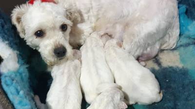More than 60 dogs found at illegal puppy farm in Offaly