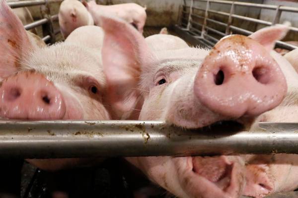 Dunbia sells pork processing business to Cranswick