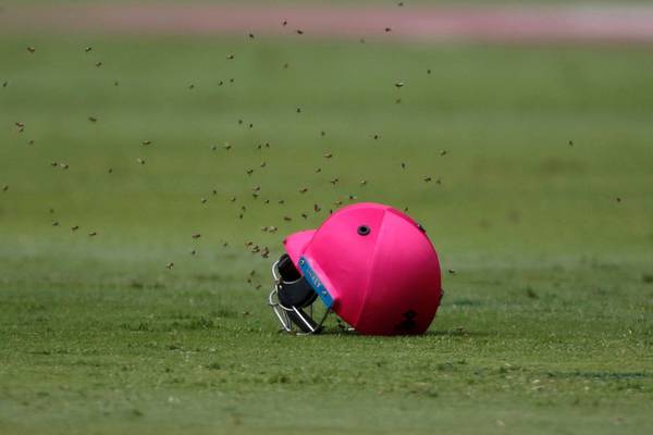 Bees stop play during cricket international in South Africa