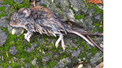 What’s this creature I found dead on our path? Readers’ nature queries